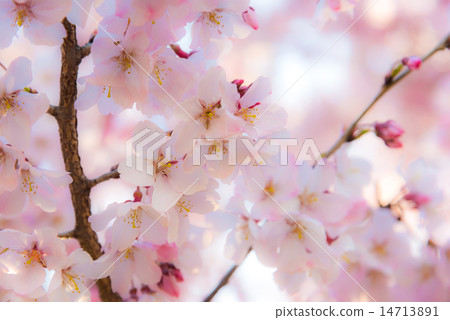 Taka Too Higanzakura Taka Too Higanzakura 14713891