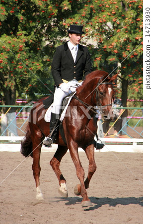 equestrian sportsman riding brown horse in paddock 14713930