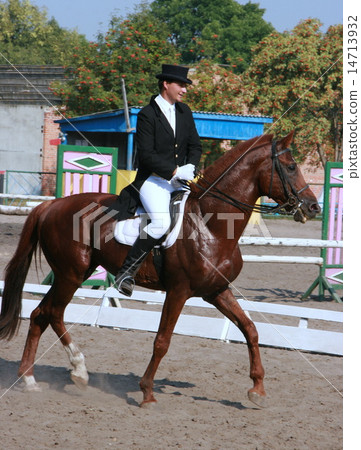 equestrian sportsman riding brown horse in paddock 14713932