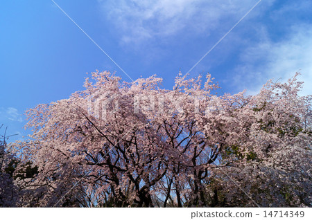 Weeping cherry tree Weeping cherry tree 14714349