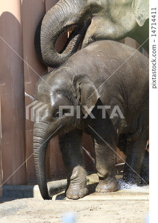 [兒童亞洲象] 14714411