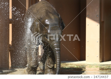 [兒童亞洲象] 14714437