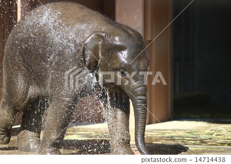 [兒童亞洲象] 14714438