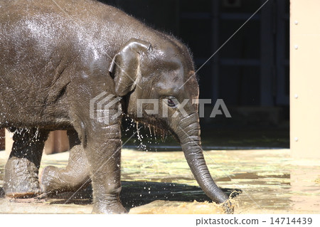 [兒童亞洲象] 14714439