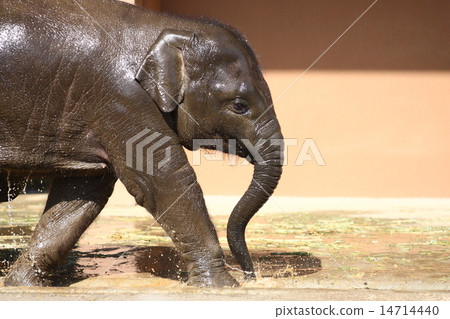 [Children's Asian elephants] 14714440