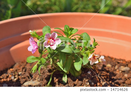 盆栽植物 14714626