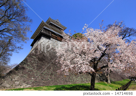 Kumamoto castle missing oar and cherry blossoms 14714698