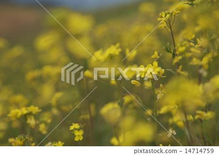 Greens 14714759