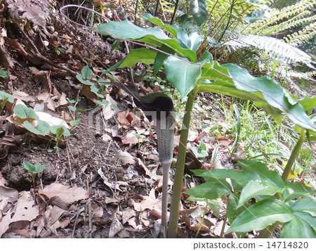 天南星黑松亞種。玉手 14714820