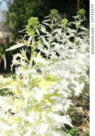 Leaf peony white 14714874