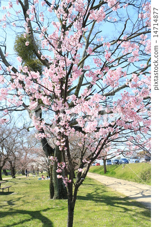 Cherry blossoms at Ishigome Park 14714877