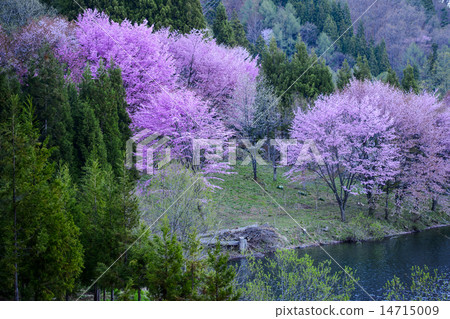 Yu Yamazakura of Shinshu Nakanishi Lake 14715009