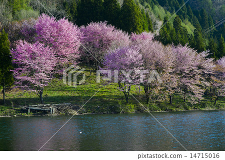 Yu Yamazakura of Shinshu Nakanishi Lake 14715016