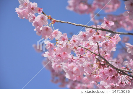 橫櫻 橫櫻 14715086