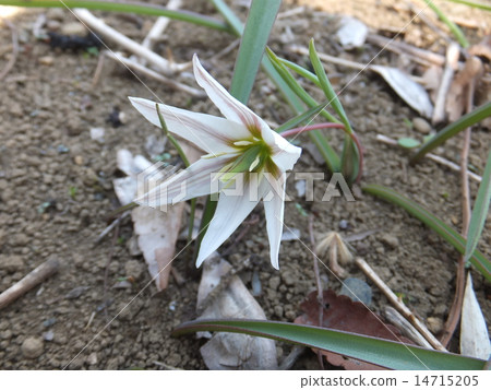 阿馬納 阿馬納 14715205