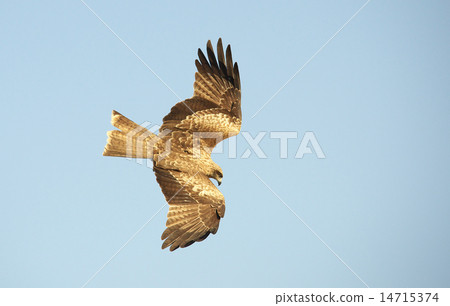 Attention to Tobi Attention to Tobi 14715374