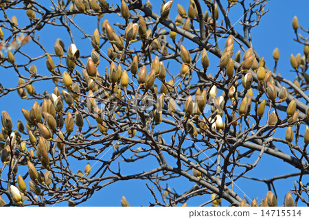 樹：Kobushi Magnoliaceae芽綻放 14715514