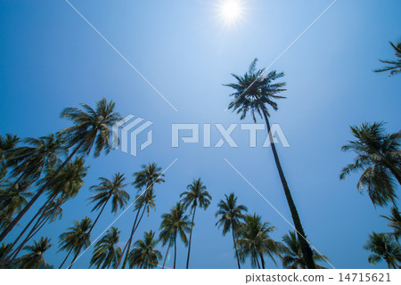 Palm tree with sun Palm tree with sun 14715621