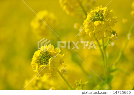 強姦開花 14715690