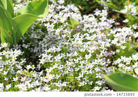 紫羅蘭色水芹花 紫羅蘭色水芹花 14715693
