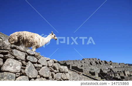 llama standing in Macchu picchu ruins llama standing in Macchu picchu ruins 14715860