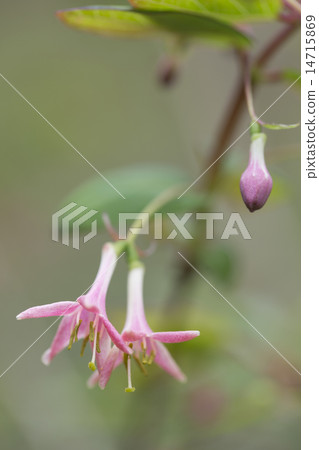 Ugus Kagura 14715869