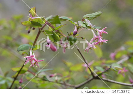 Ugus Kagura Ugus Kagura 14715872