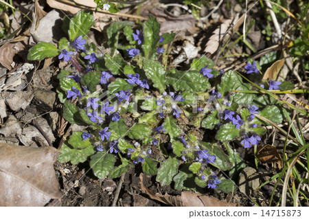 Fancy Fancy 14715873