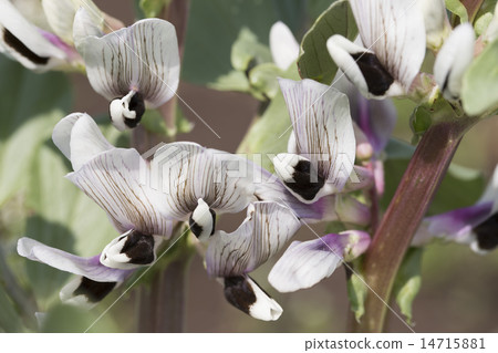 Empty bean flower Empty bean flower 14715881