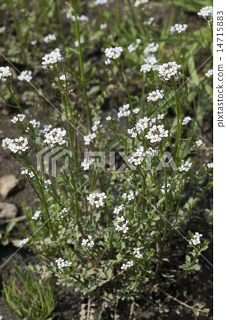 Tanetsukesbana Tanetsukesbana 14715883