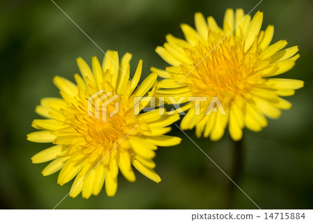 Canned dandelion Canned dandelion 14715884