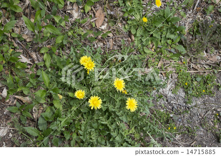 Canned dandelion Canned dandelion 14715885