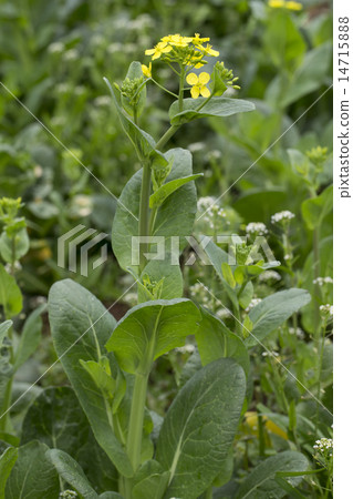 Chingen sai花 Chingen sai花 14715888