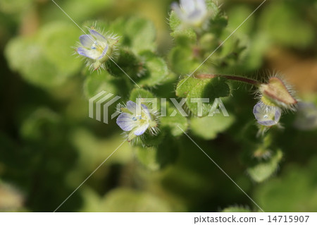 天然植物Furassabasou,一個奇怪的名字,但它結合了兩個法國植物學家的名字 天然植物Furassabasou,一個奇怪的名字,但它結合了兩個法國植物學家的名字 14715907
