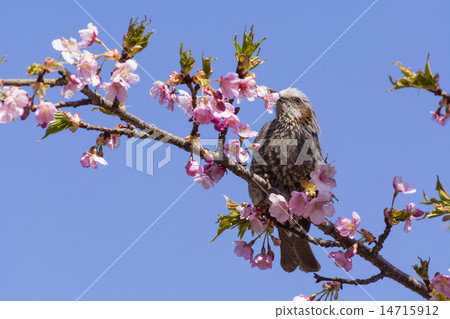 Kawazu cherry blossoms and bulbuls Kawazu cherry blossoms and bulbuls 14715912