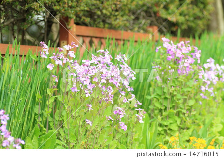 Murasakihanana的花朵 14716015