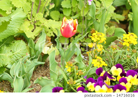 鬱金香花 鬱金香花 14716016