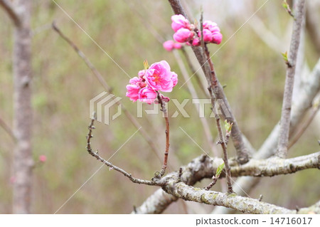 Peach blossoms Peach blossoms 14716017