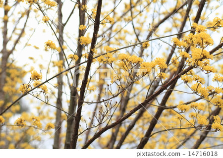 Flower of Sanshui 14716018