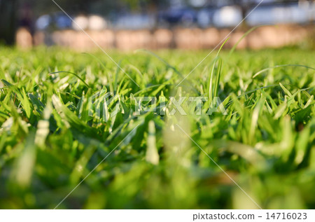 Backgound of blurred grass Backgound of blurred grass 14716023