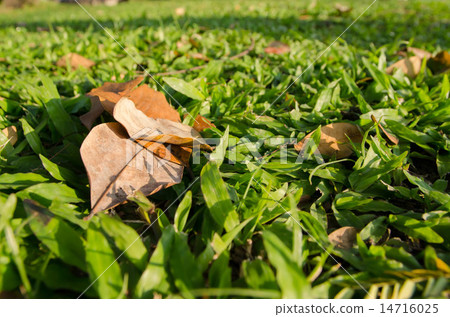 Grass and leaves with blurred background Grass and leaves with blurred background 14716025
