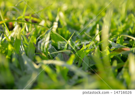 Backgound of blurred grass 14716026