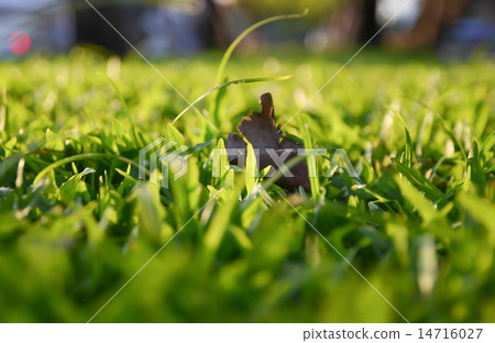 Backgound of blurred grass Backgound of blurred grass 14716027