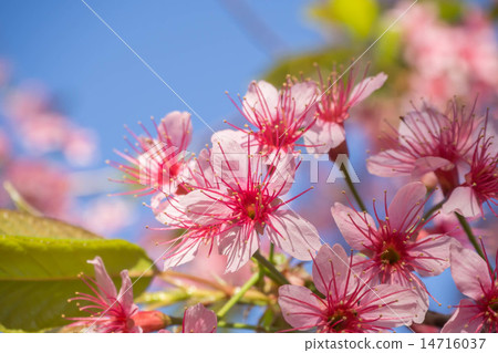 Cherry blossom of Thailand 14716037