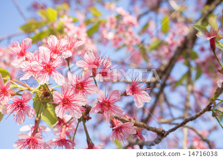 Cherry blossom of Thailand Cherry blossom of Thailand 14716038