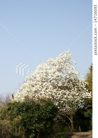 Magnolia 14716095