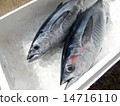 Tuna with freshness 14716110