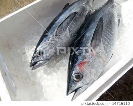 Tuna with freshness 14716110