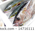 Luxury fish 14716111