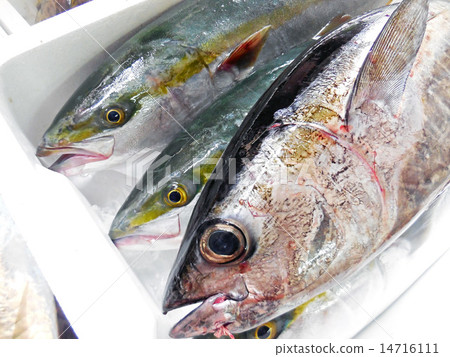 豪華魚 豪華魚 14716111